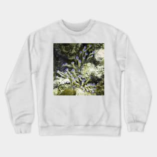 Purple Tipped Giant White Sea Anemone Crewneck Sweatshirt